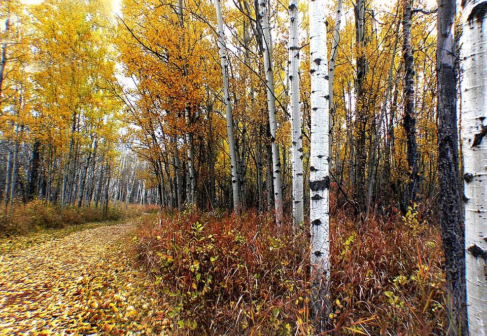 Fish Creek Provincial Park hiking trail and river in Calgary